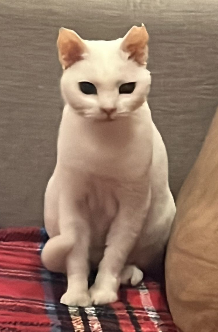 Sakat: beyaz dişi kedi, tanınması için ana fotoğraf